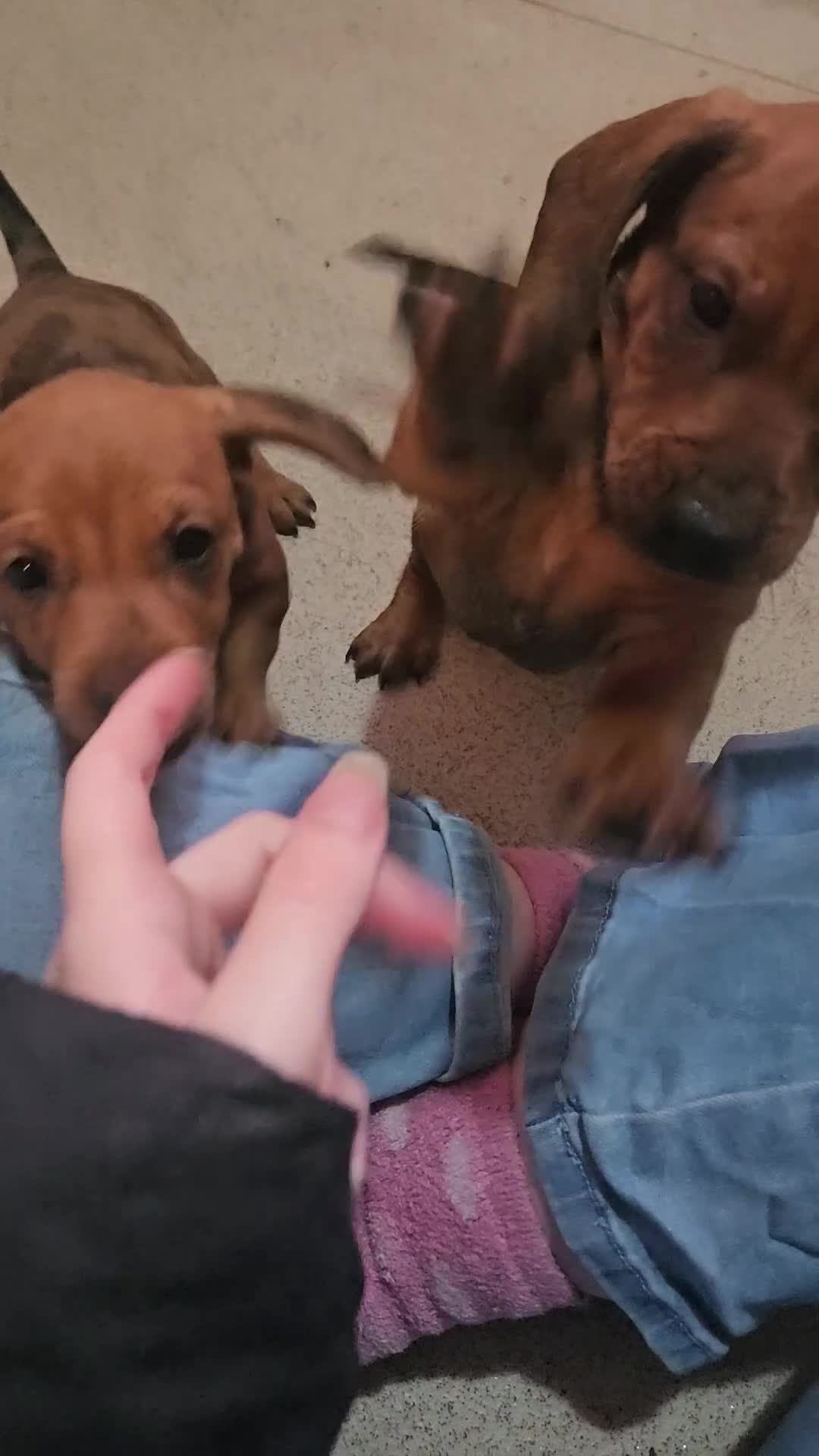 Dachshund dogs for sale: Dachshund puppies for sale  - Video 2