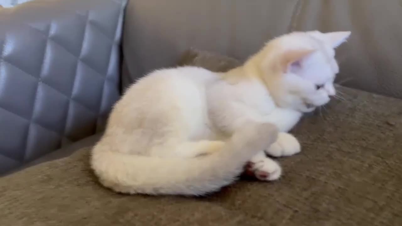 British Shorthair cats for sale: 4-month old BSH female kitten looking for home - Video 1