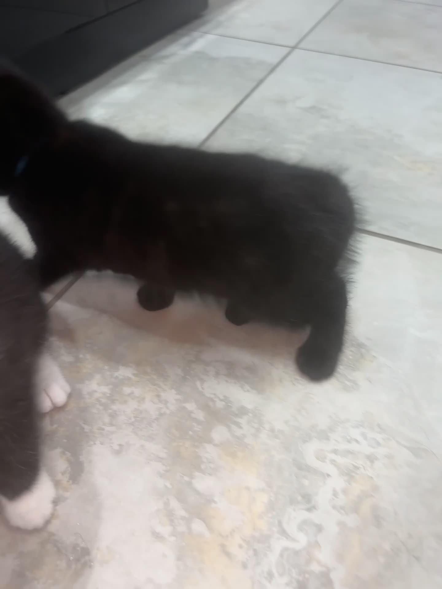 British Shorthair cats for sale: British shorthair cross kittens 🐾 Ready to leave - Video 1