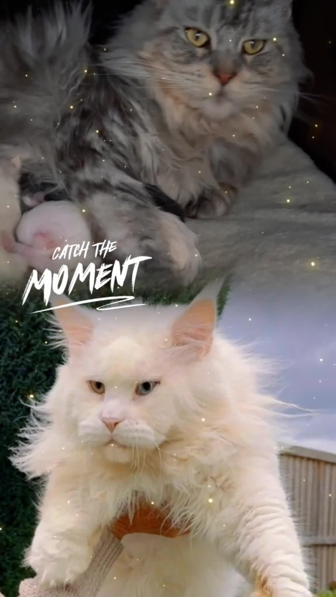 Maine Coon cats for stud: XL STUD AVAILABLE AND KITTENS in Brighouse - Video 3