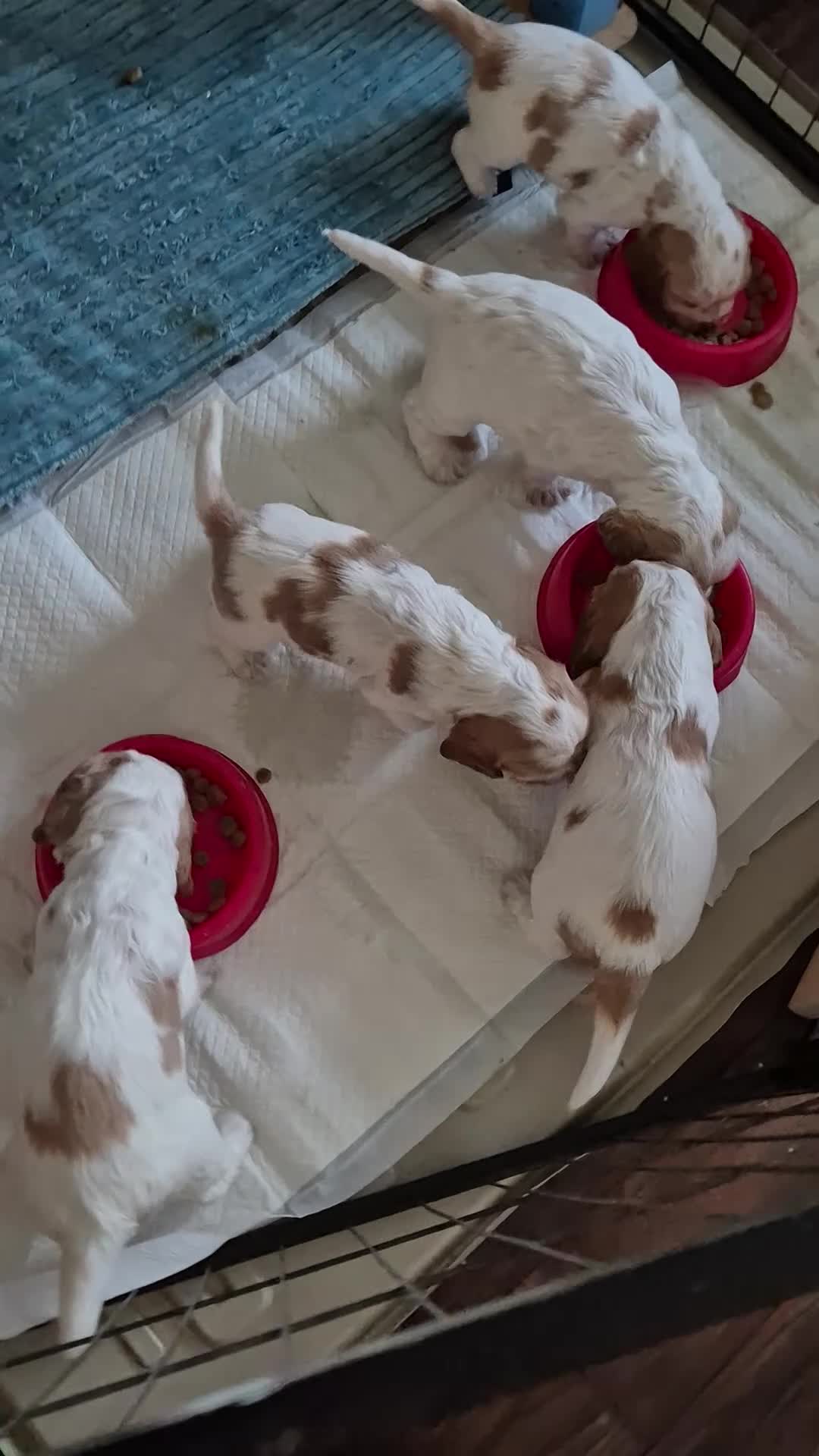 Cocker Spaniel dogs for sale: Show Cocker Spaniel - Video 4