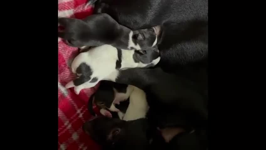 Mixed Breed dogs for sale: Jack Chi puppies, 5 boys, ready end of Feb - Video 1