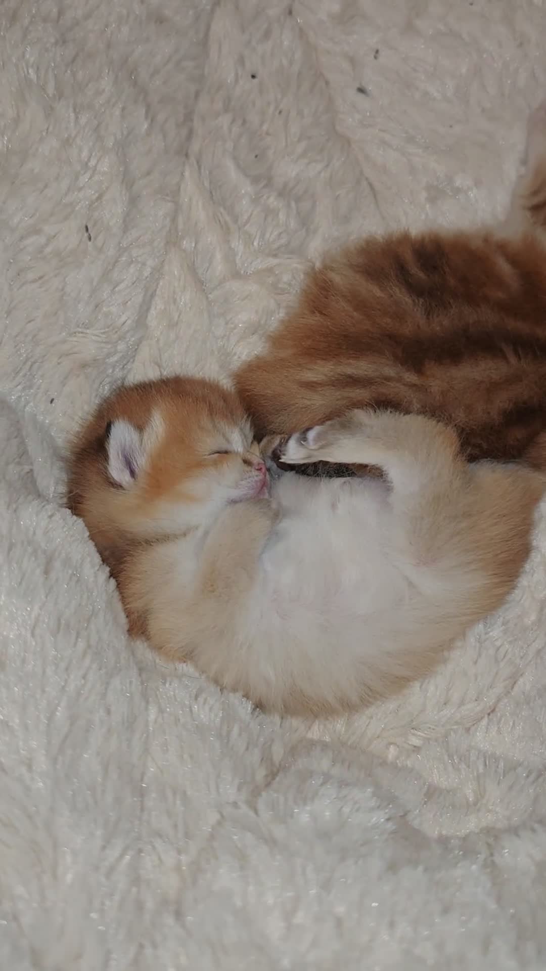 British Shorthair cats for sale: Stunning pedigree BSH Golden black Chinchilla  - Video 2