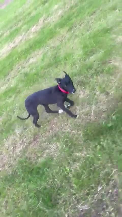 Mixed Breed dogs for sale: Her name is Blackie - Video 1