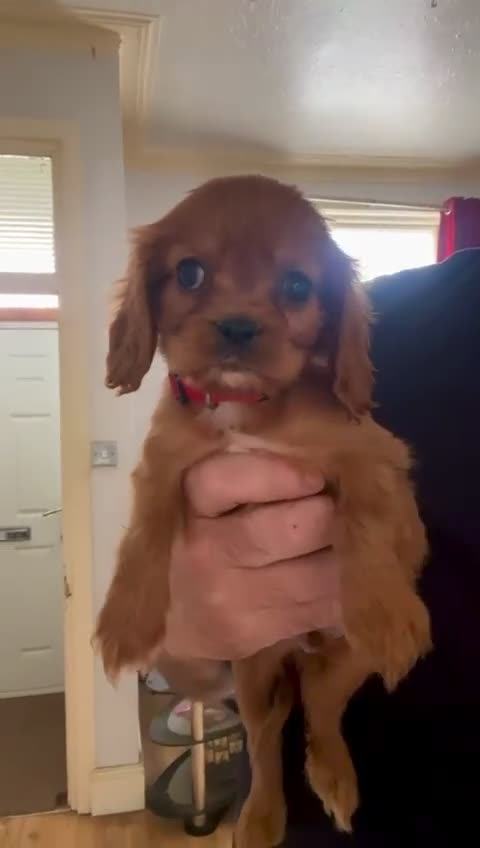 Cavalier King Charles Spaniel dogs for sale: 🐶 KC, RUBY RED cavalier King Charles  - Video 4