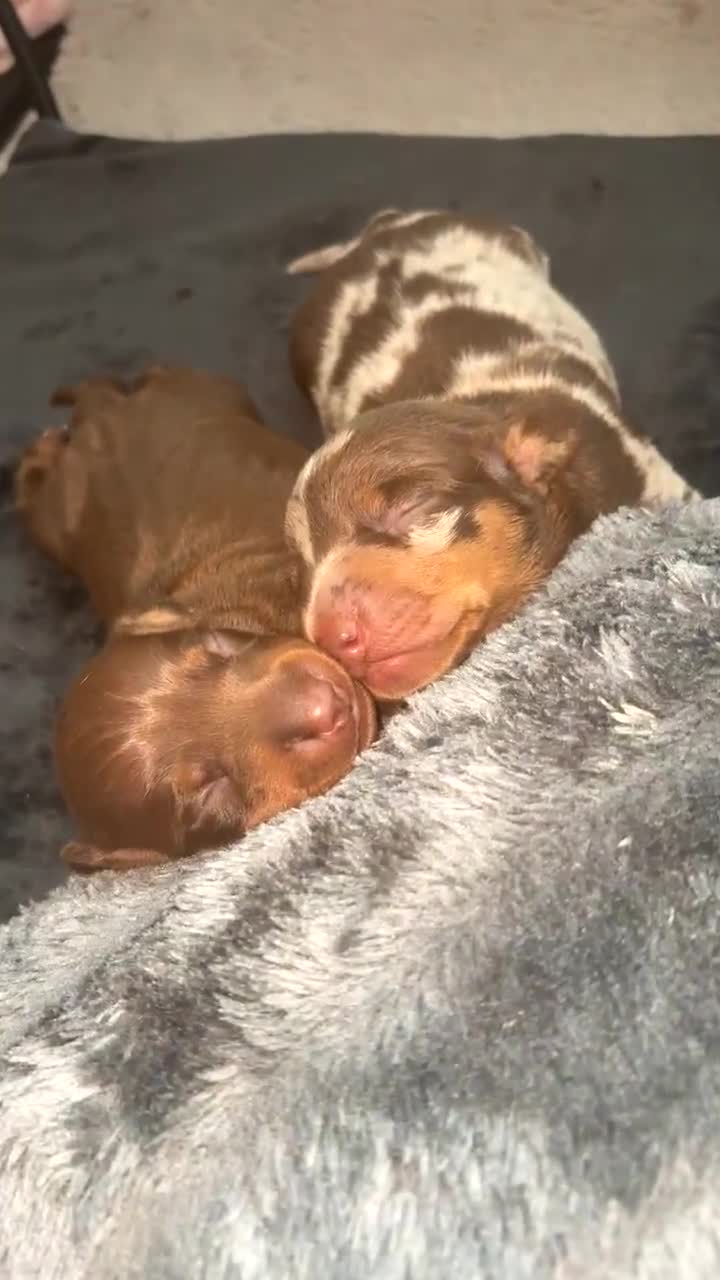 Miniature Dachshund dogs for sale: Dachshund puppy’s forsale  - Video 3