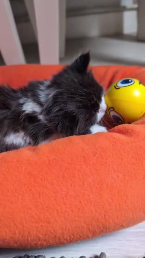 Mixed Breed cats for sale: Kittens  - Video 1