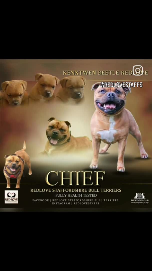 Staffordshire Bull Terrier dogs for stud: 🥨CHIEF CHAMPION SIRED. 🥨🏆  in Rochdale - Video 3