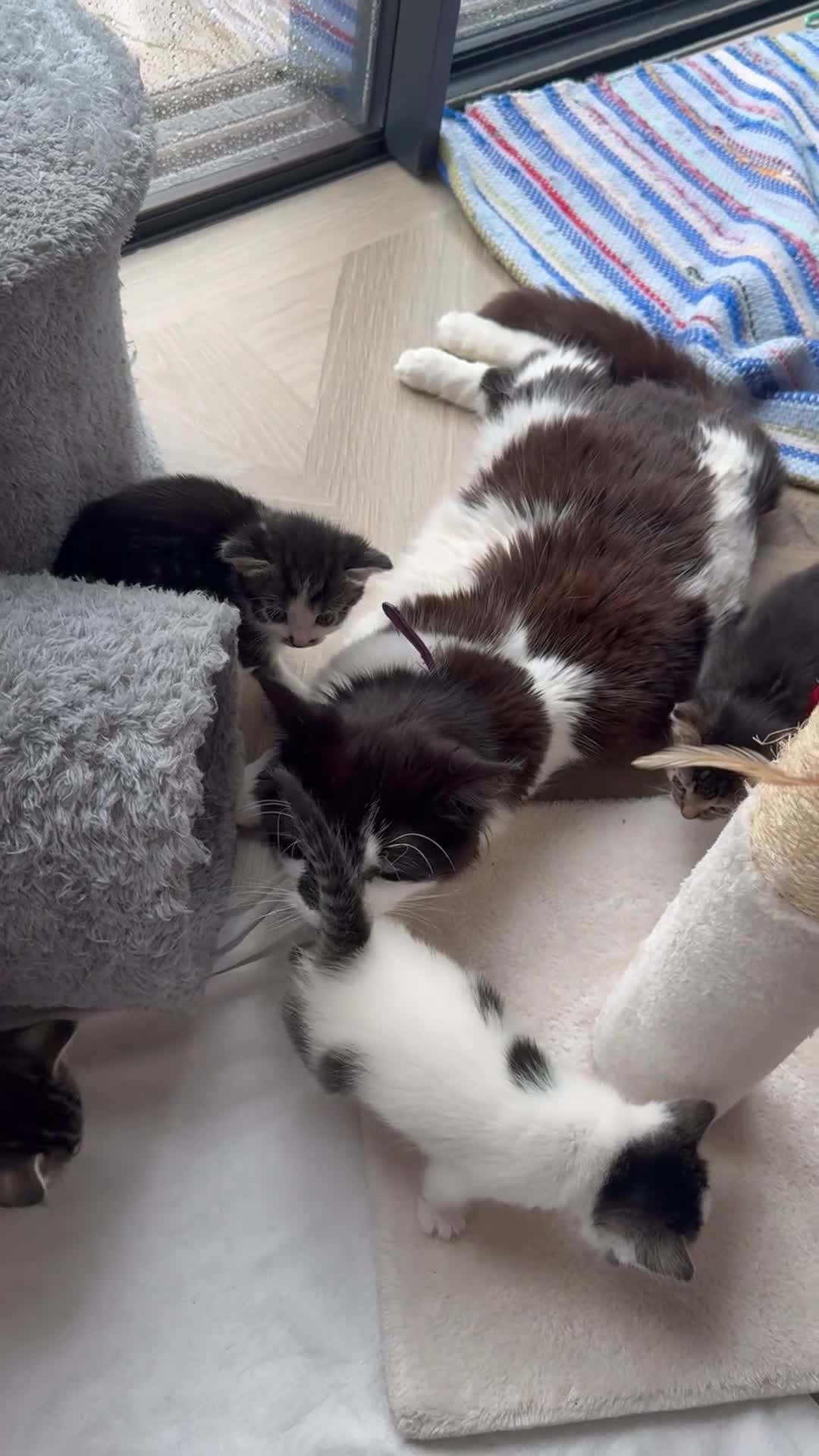 Mixed Breed cats for sale: 4 Adorable Little Kittens for sale in Watford - Video 1