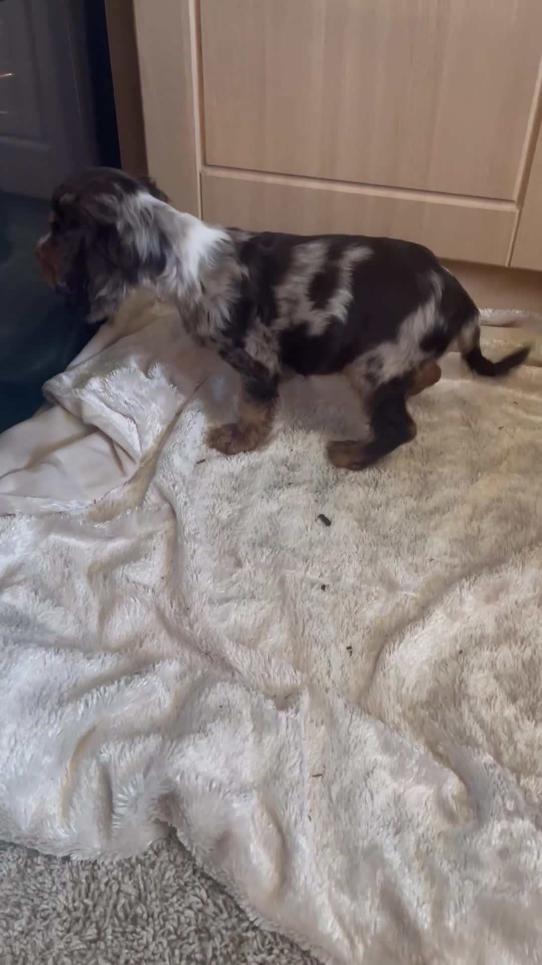 Cocker Spaniel dogs for sale: 🐾Cocker spaniel puppy 🐾 - Video 1