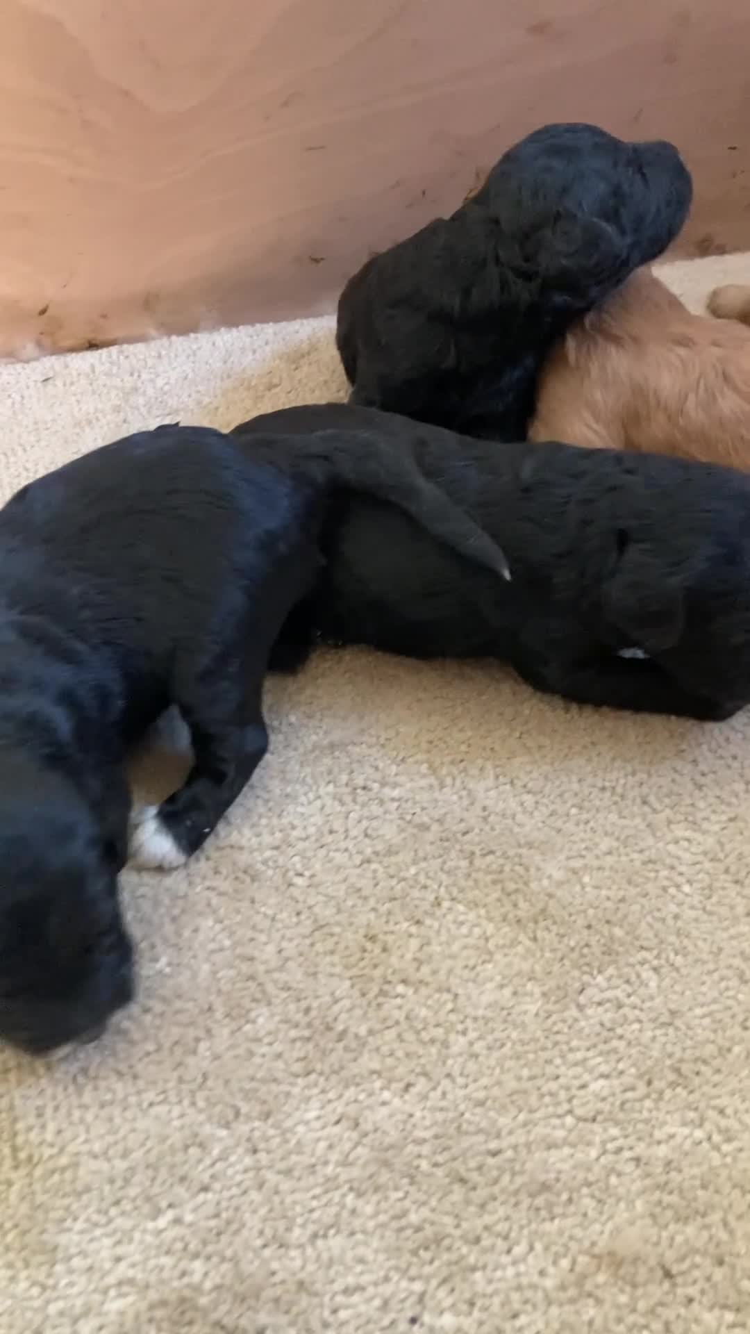 Goldendoodle dogs for sale: Miniature F1B Goldendoodle puppies - Video 1