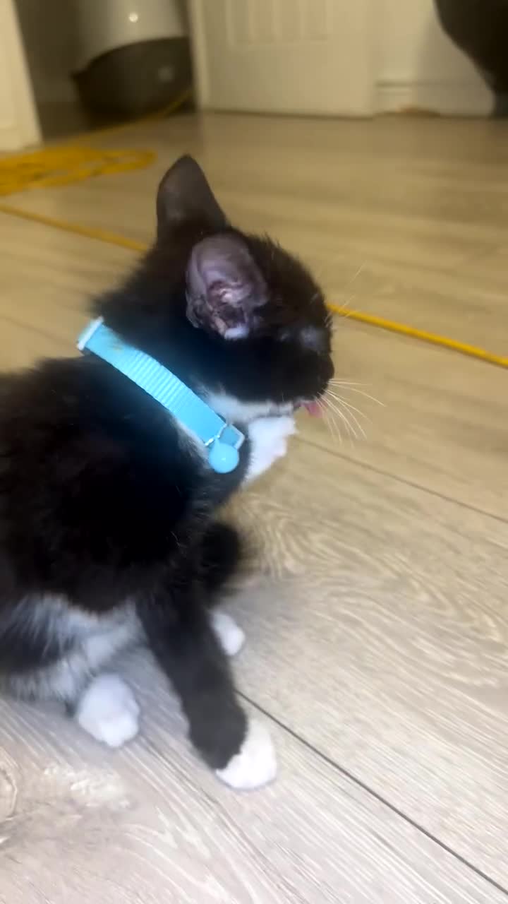 Brazilian Shorthair cats for sale: Beautiful kittens  - Video 4