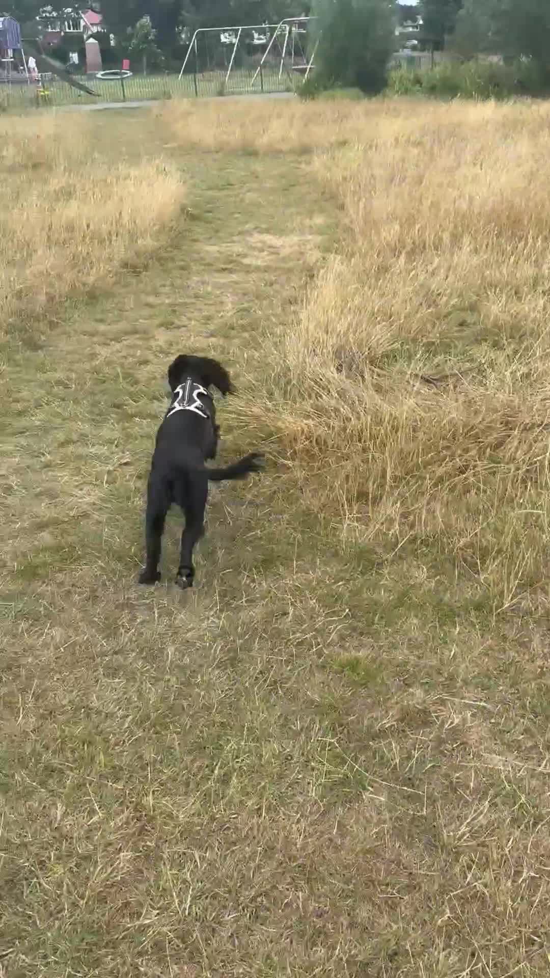 Cocker Spaniel dogs for sale: It’s with a sad heart that Jax needs a new home  in Llandudno - Video 1