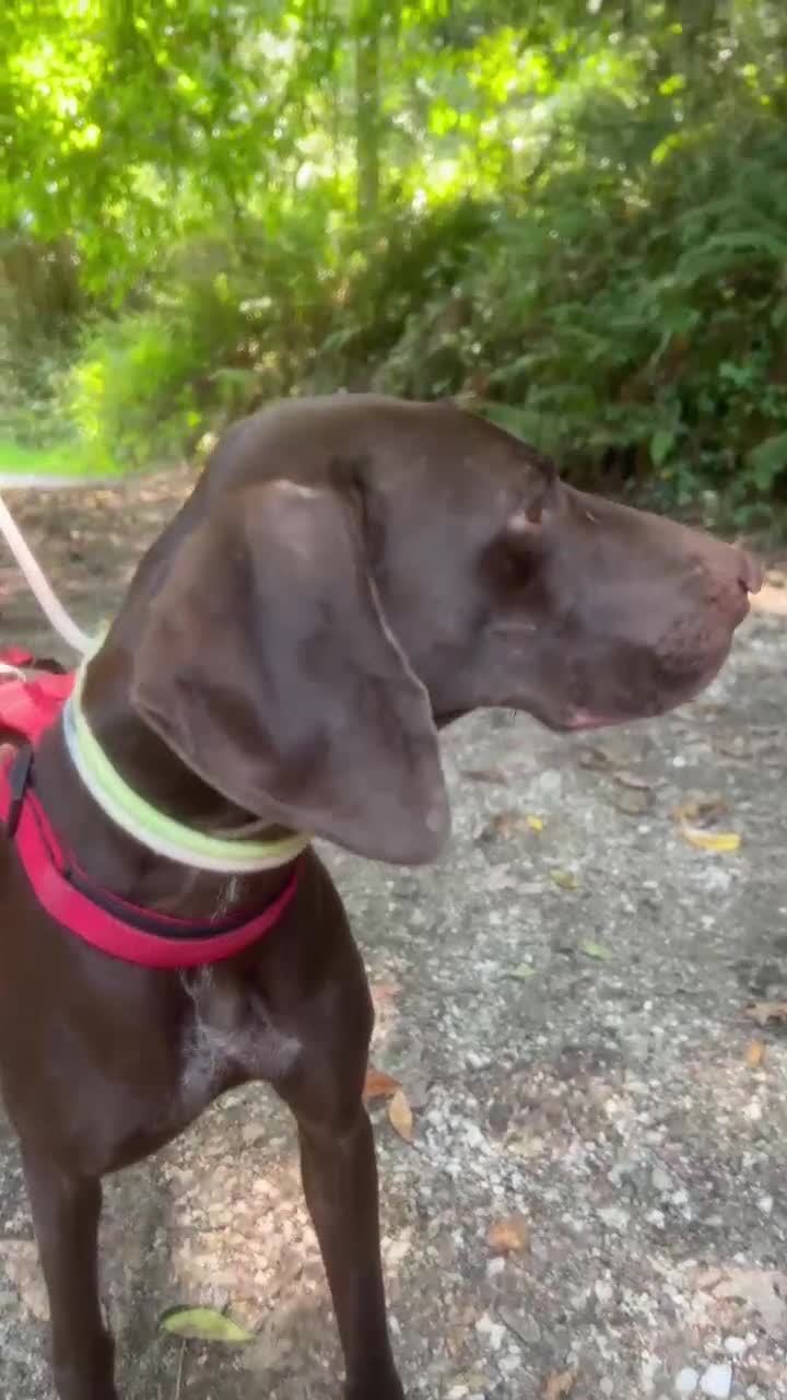 German Shorthaired Pointer dogs for adoption: Rucha, female German Shorthaired Pointer, aged 2 - Video 2