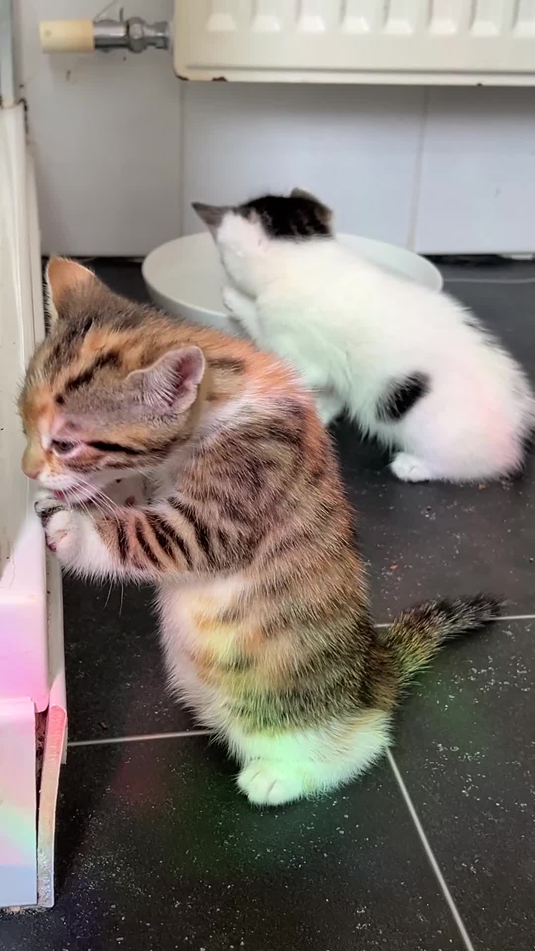 Mixed Breed cats for sale: Every Colour Imaginable! Bo's blue-eyed Beauties - Video 2