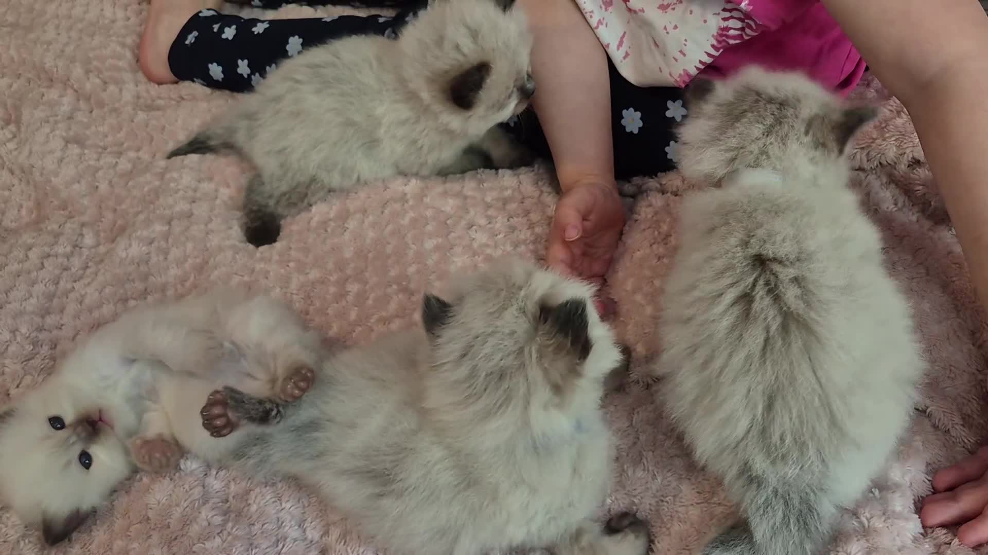 Ragdoll cats for sale: 3 beautiful fluffy ragdoll kittens - Video 4
