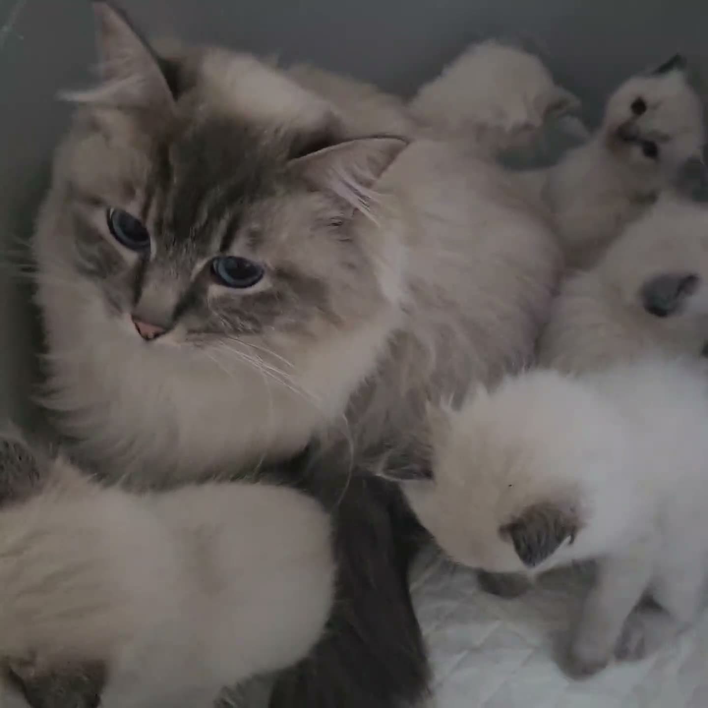 Ragdoll cats for sale: Stunning ragdoll kittens - Video 1