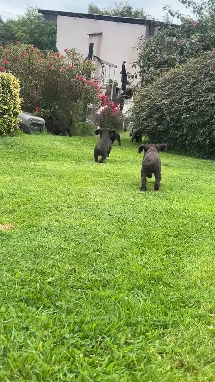 Sprocker dogs for sale: Sprocker Pups  - Video 2
