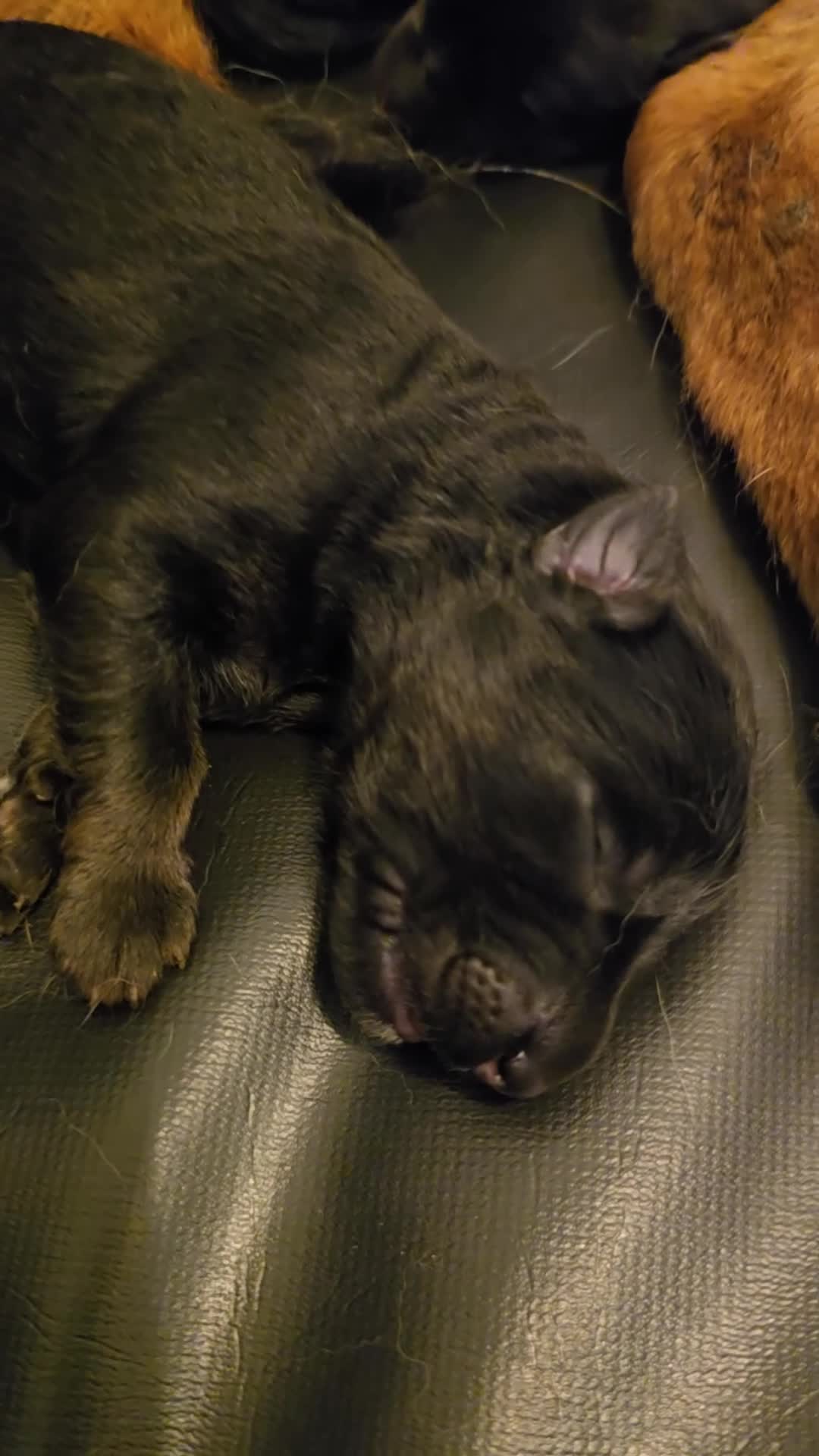 German Shepherd dogs for sale: German Shepherd Pups - born 18.03 - Video 3
