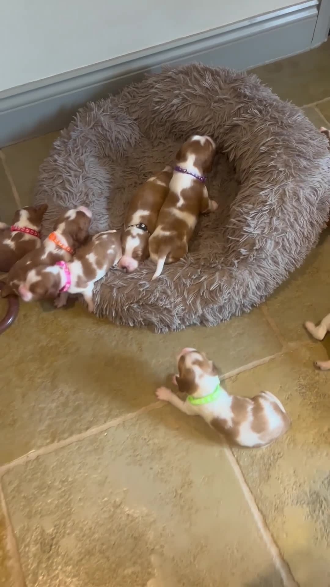 Welsh Springer Spaniel dogs for sale: Welshie 🏴󠁧󠁢󠁷󠁬󠁳󠁿 pups health tested parents  - Video 2