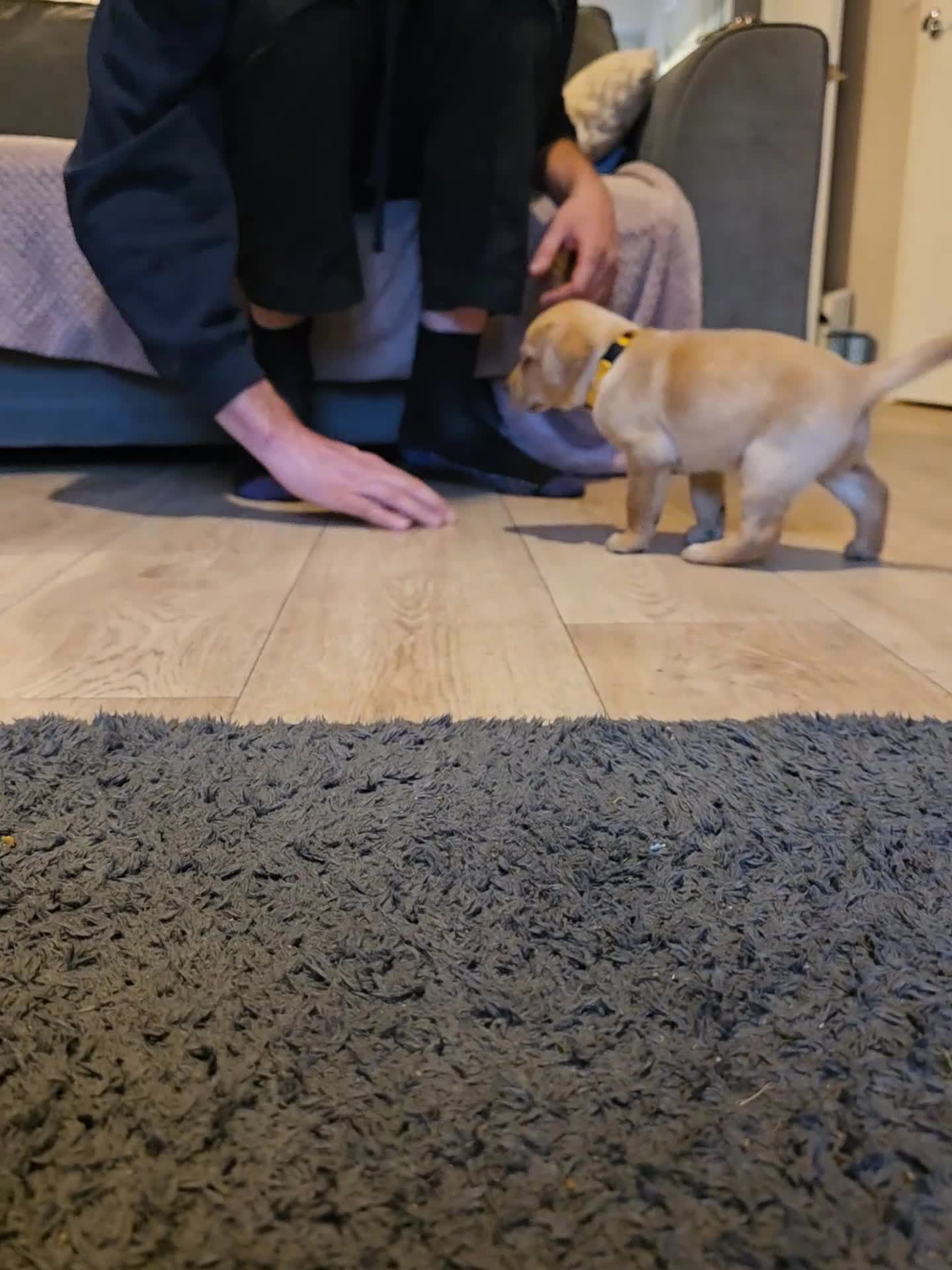 Labrador Retriever dogs for sale: Beautiful labrador puppies  - Video 3