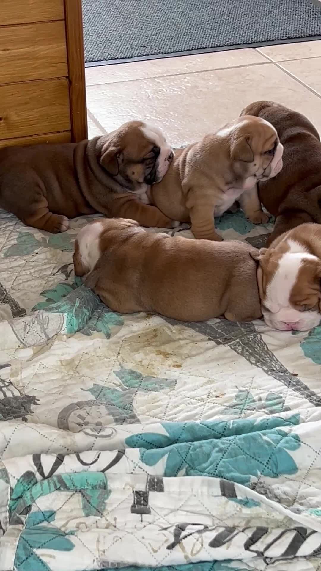 English Bulldog dogs for sale: Stunning litter of  English bulldog puppies - Video 1