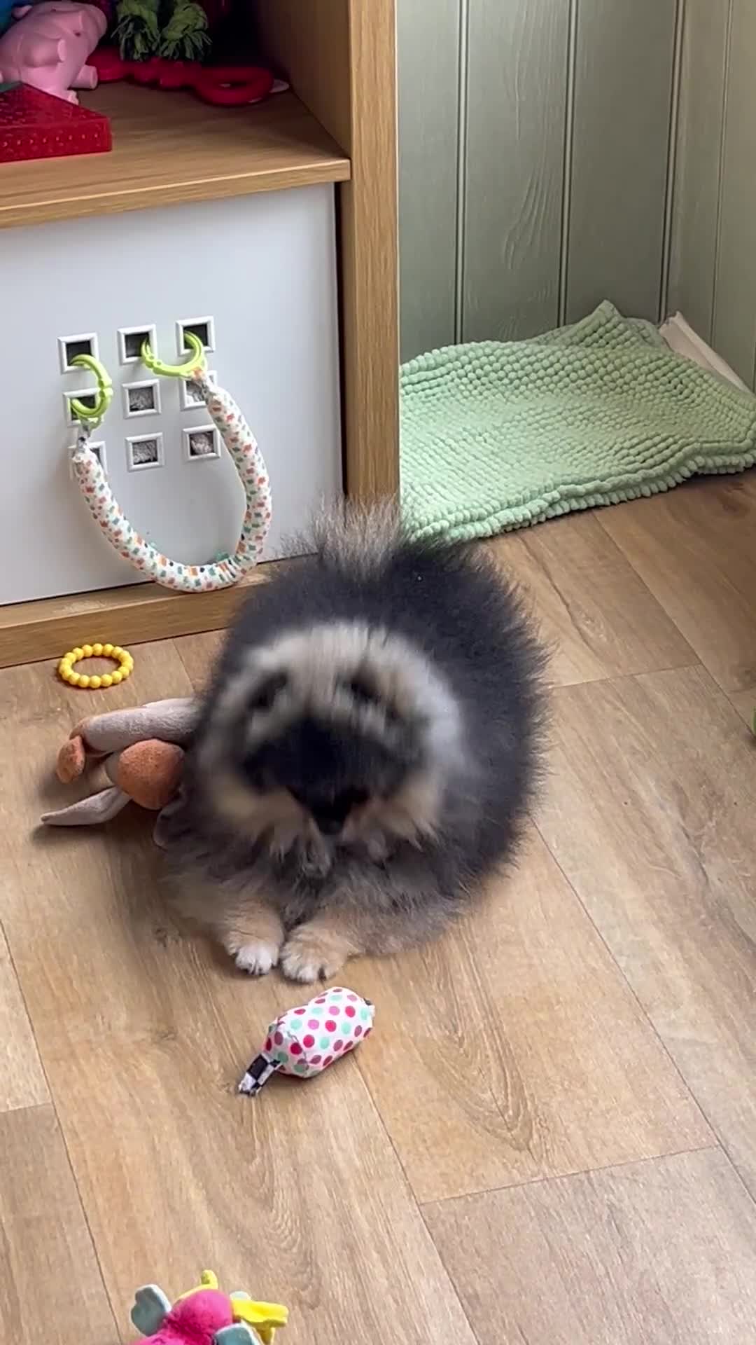 Pomeranian dogs for sale: Superb quality Pomeranian boy is left!! - Video 1