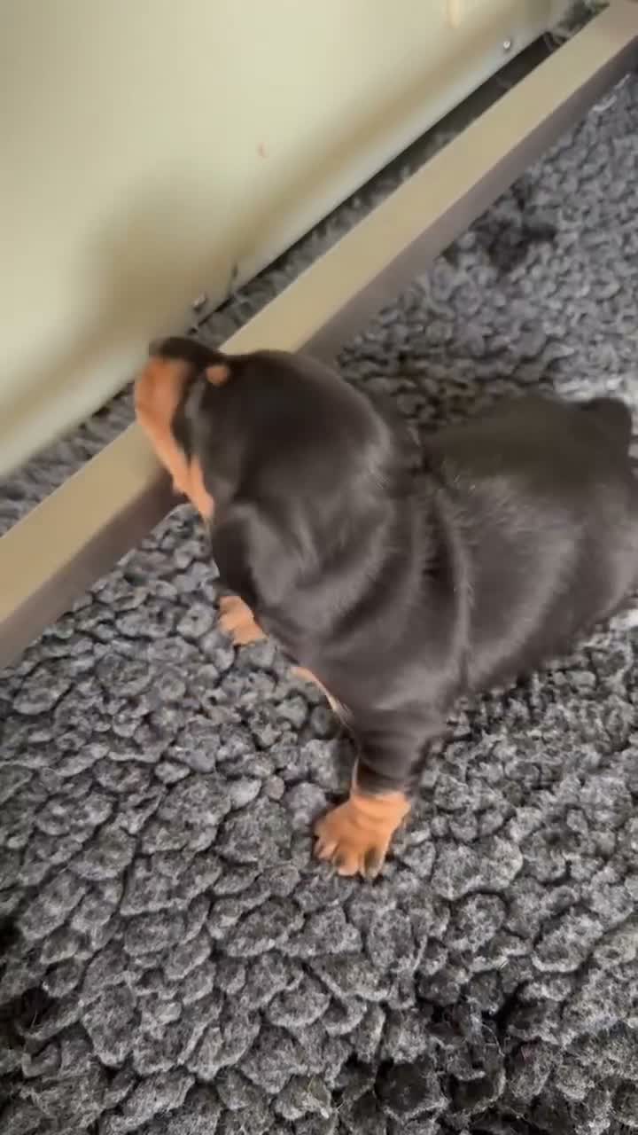 Miniature Dachshund dogs for sale: Gorgeous super quality Black and Tan puppies - Video 2