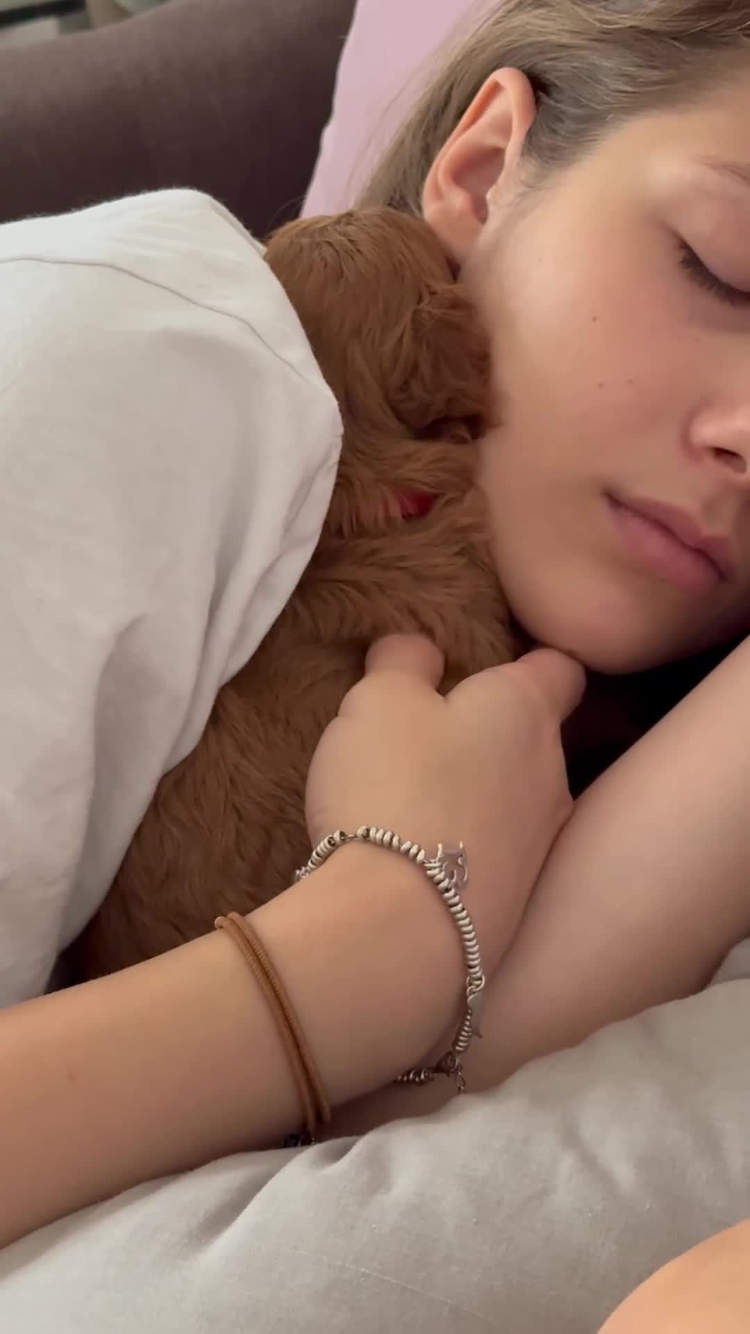 Cavapoo dogs for sale: Premium F1B Toy Red Cavapoo - 2 LEFT - Video 5