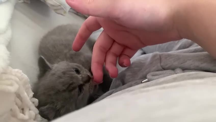 British Shorthair cats for sale: Stunning British Shorthair ready to reserve  - Video 3