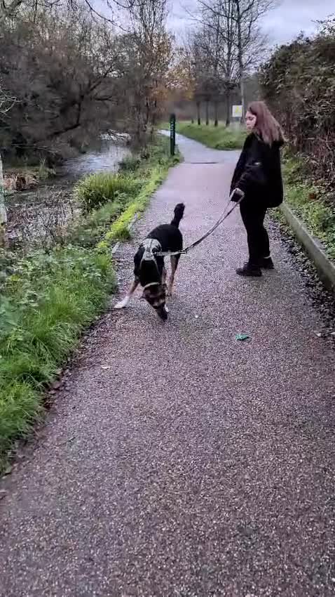 Mixed Breed dogs for adoption: 💙🐶 BRUNO -The Big, Loving Pup: FOSTER or ADOPT - Video 2