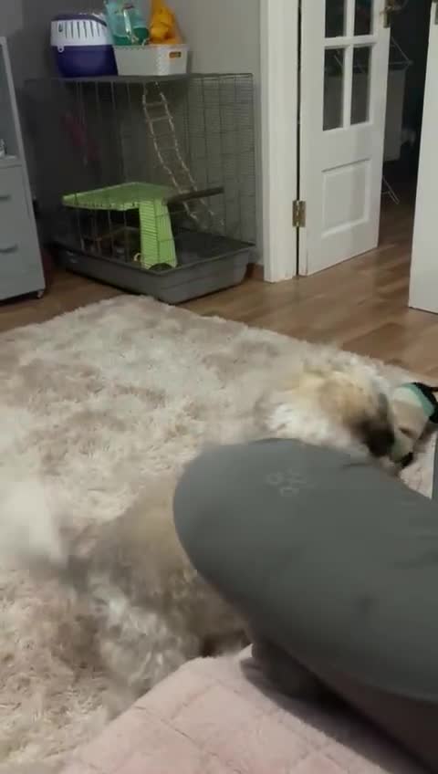 Shihpoo dogs for sale: Sad sale of our shihpoo girl lottie - Video 3