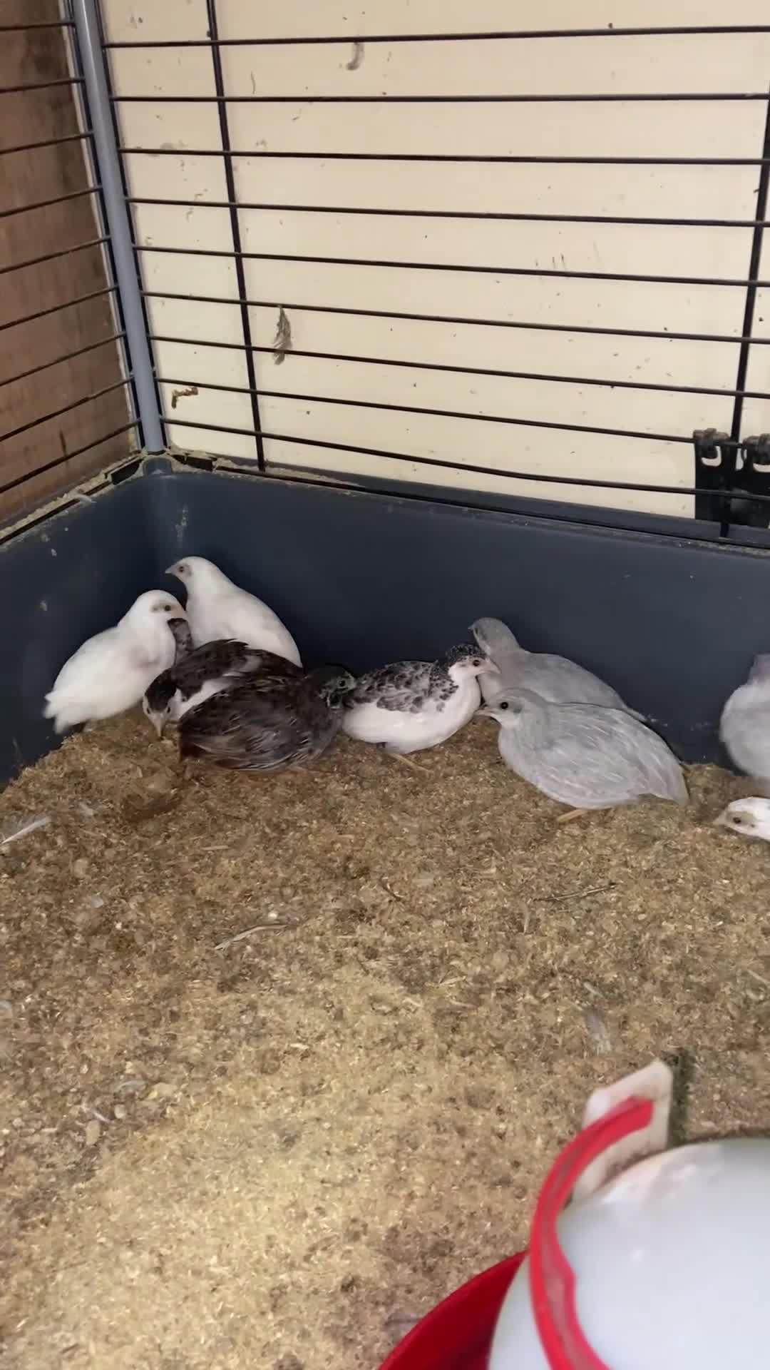 Quail poultry for sale: Chinese painted quail and Japanese quail  - Video 1