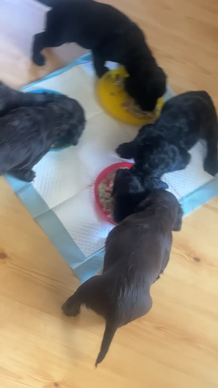 Cockapoo dogs for sale: F1b Cockapoo Puppies, Forever Home Ready 🐕‍🦺🐾 - Video 4