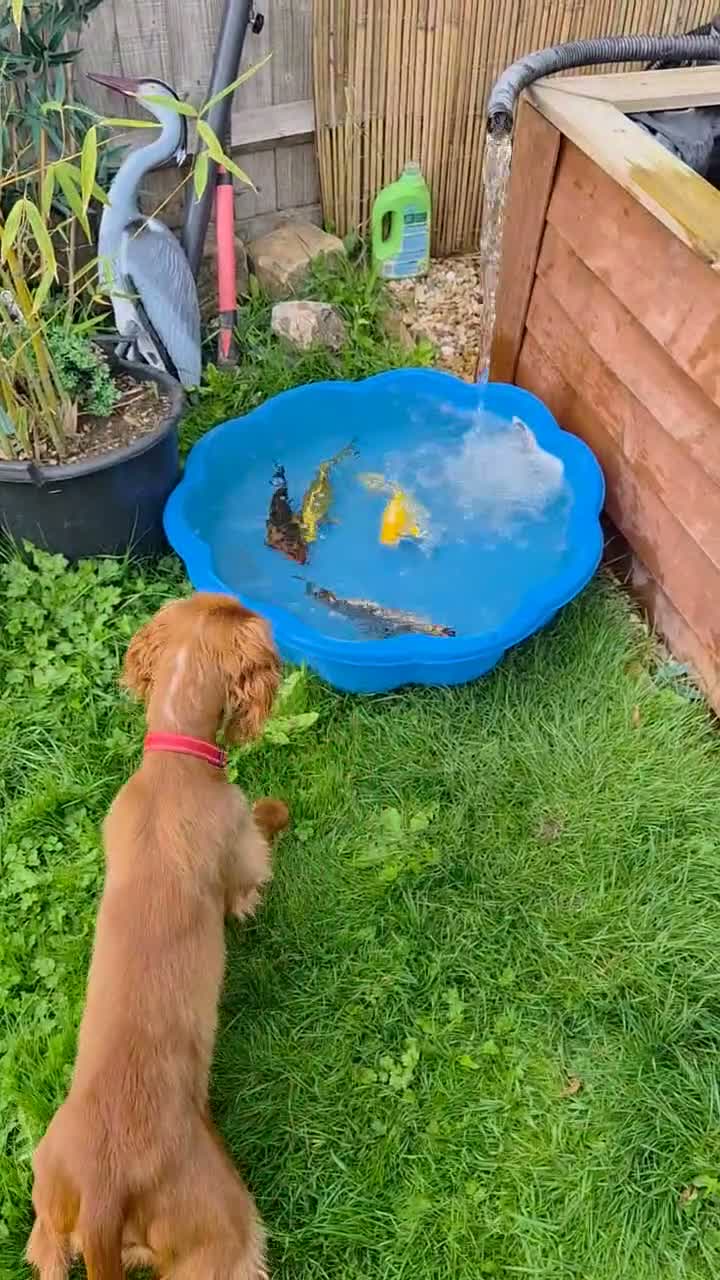 Koi Carp fish for sale: Various Koi  - Video 1
