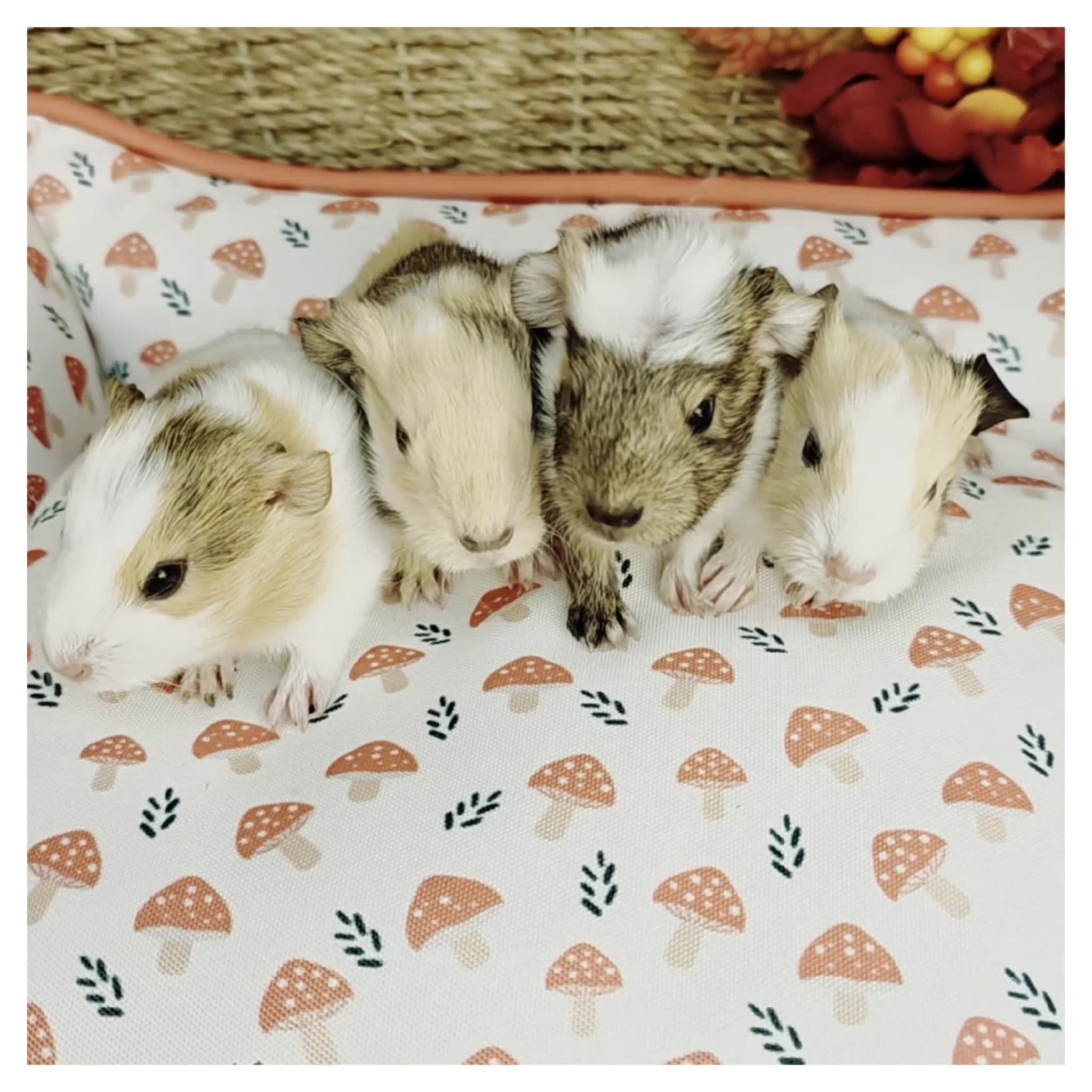 Guinea Pig rodents for sale: Baby Guinea Pigs for Sale! in Castleford - Video 1