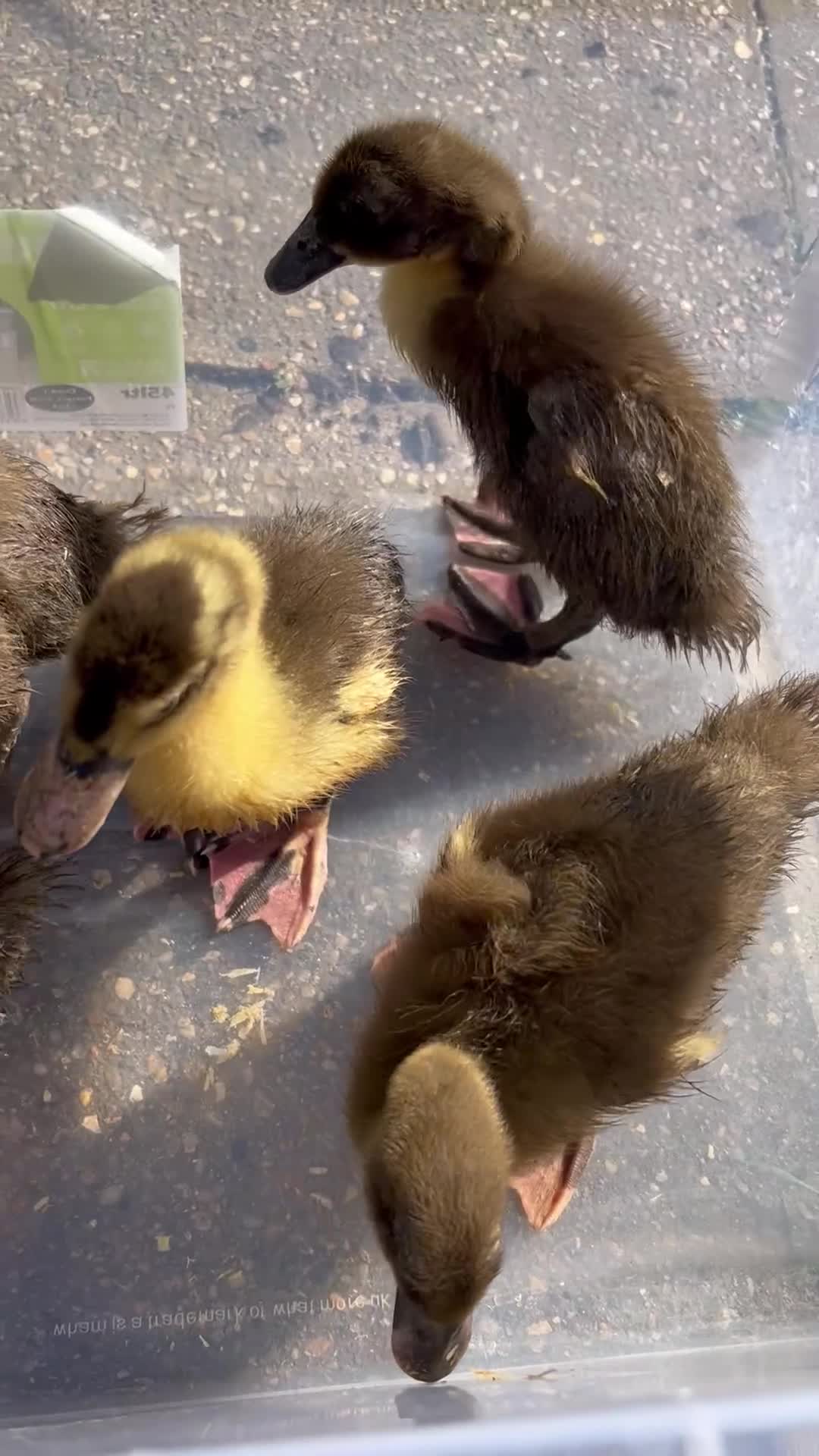 Mixed Breed poultry for sale: Khakai Campbell and Bali runner ducks  - Video 2
