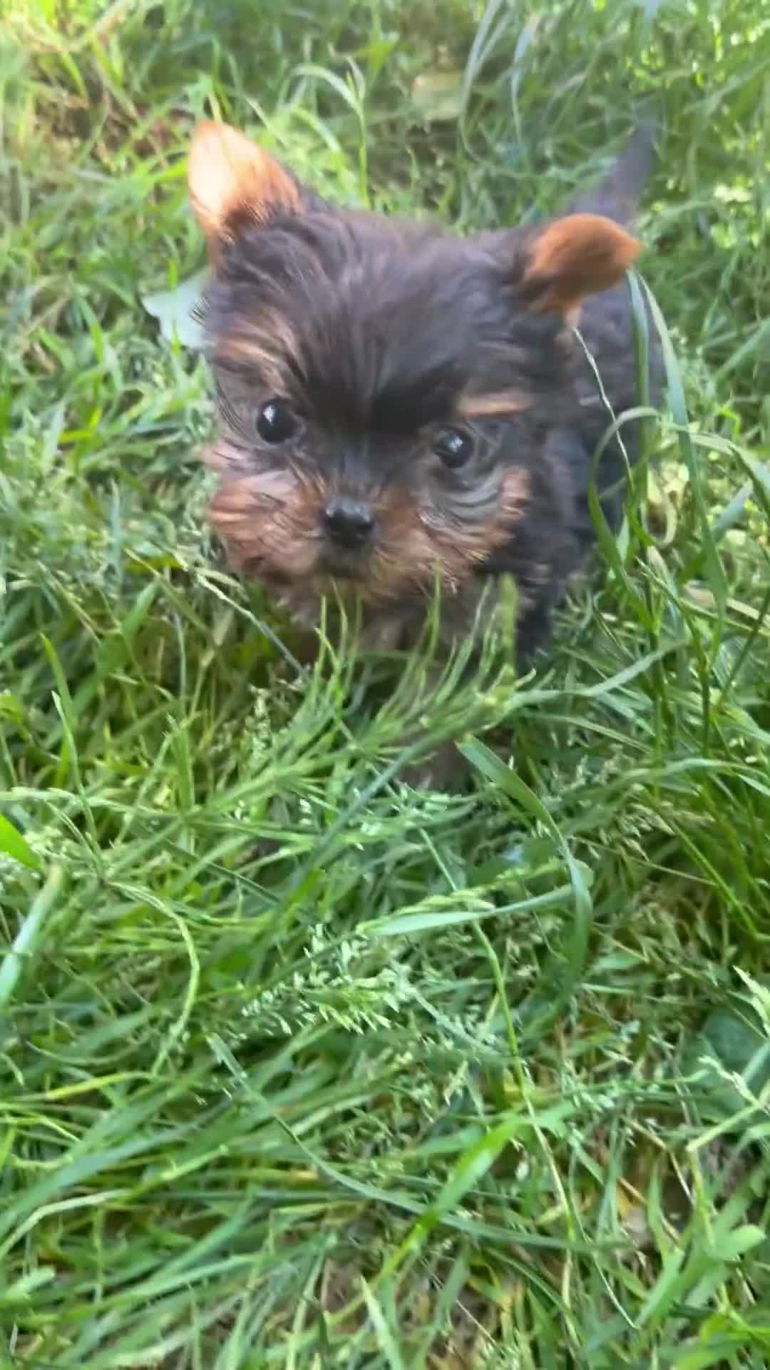 Yorkshire Terrier dogs for sale: Kennel Club Registered Yorkshire Terries in Stockport - Video 2