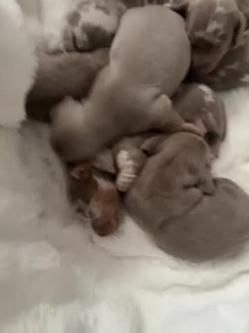 Miniature Dachshund dogs for sale: John s  - Video 1