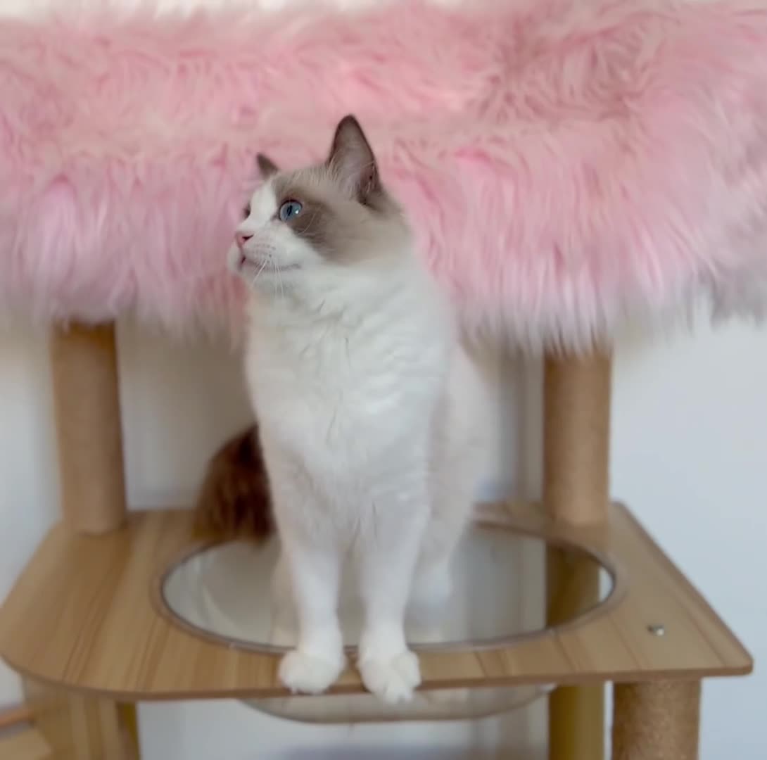 Ragdoll cats for sale: Beautiful cuddling ragdoll girl. - Video 1