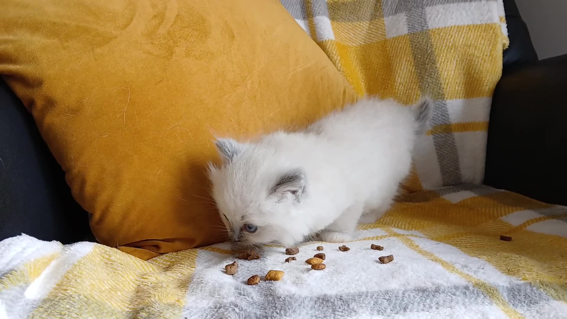 Ragdoll cats for sale: GCCF Ragdoll kittens available 28th June.  - Video 2