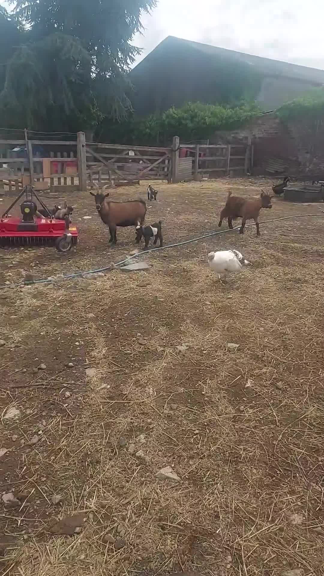 Goats livestock for sale: Pygmy Goats for sale x 4 (price reduced)  - Video 1