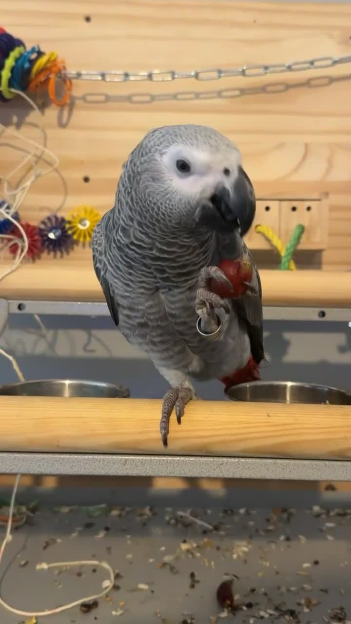 Parrots birds for sale: ECHO AFRICAN GREY PARROT  in Worthing - Video 2