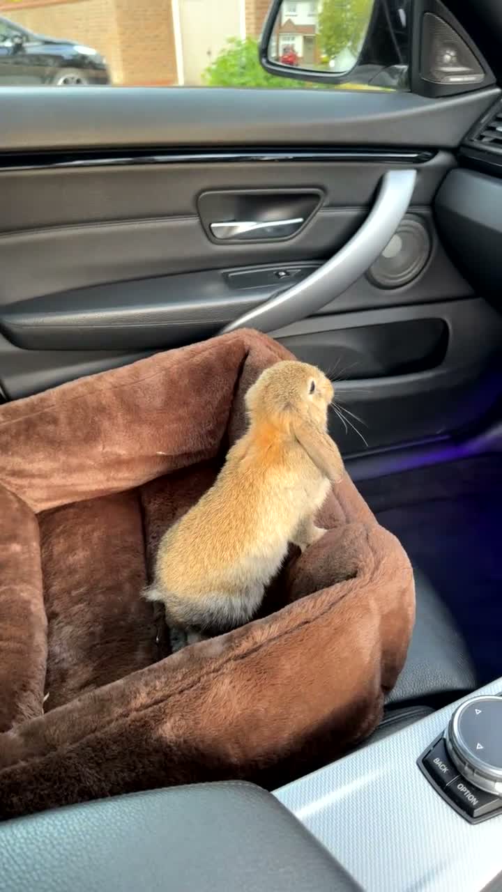 Mini Lop rabbits for sale: Mini Lop For Sale - Video 1