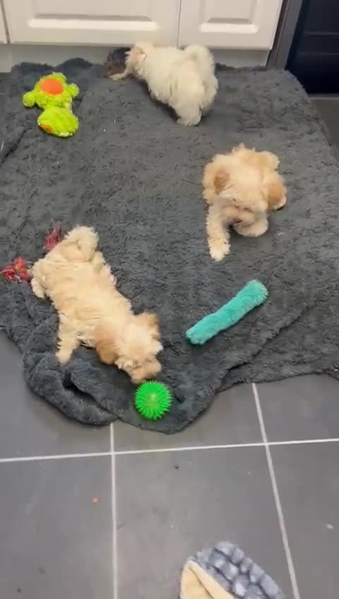 Maltipoo dogs for sale: RESERVED  Absolutely Stunning  Maltipoo GIRL - Video 3