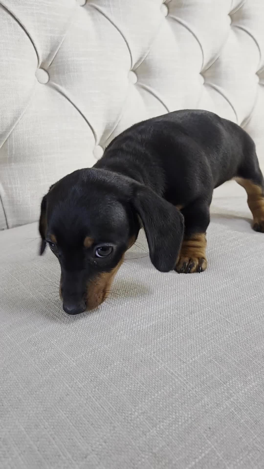 Miniature Dachshund dogs for sale: PRA CLEAR KC REGISTERED MIN DACHSHUND GIRL - Video 1