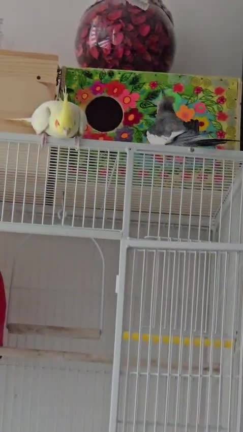 Cockatiels birds for sale: Two cockatiels  - Video 1