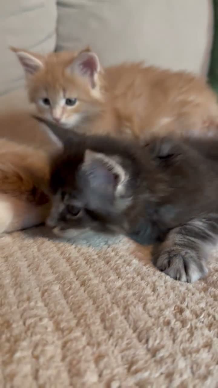 Maine Coon cats for sale: Maine Coon kittens from champion lines  - Video 2