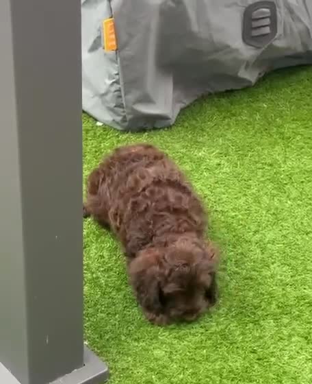 Mixed Breed dogs for sale: Loveable Cockapoo puppy  - Video 1