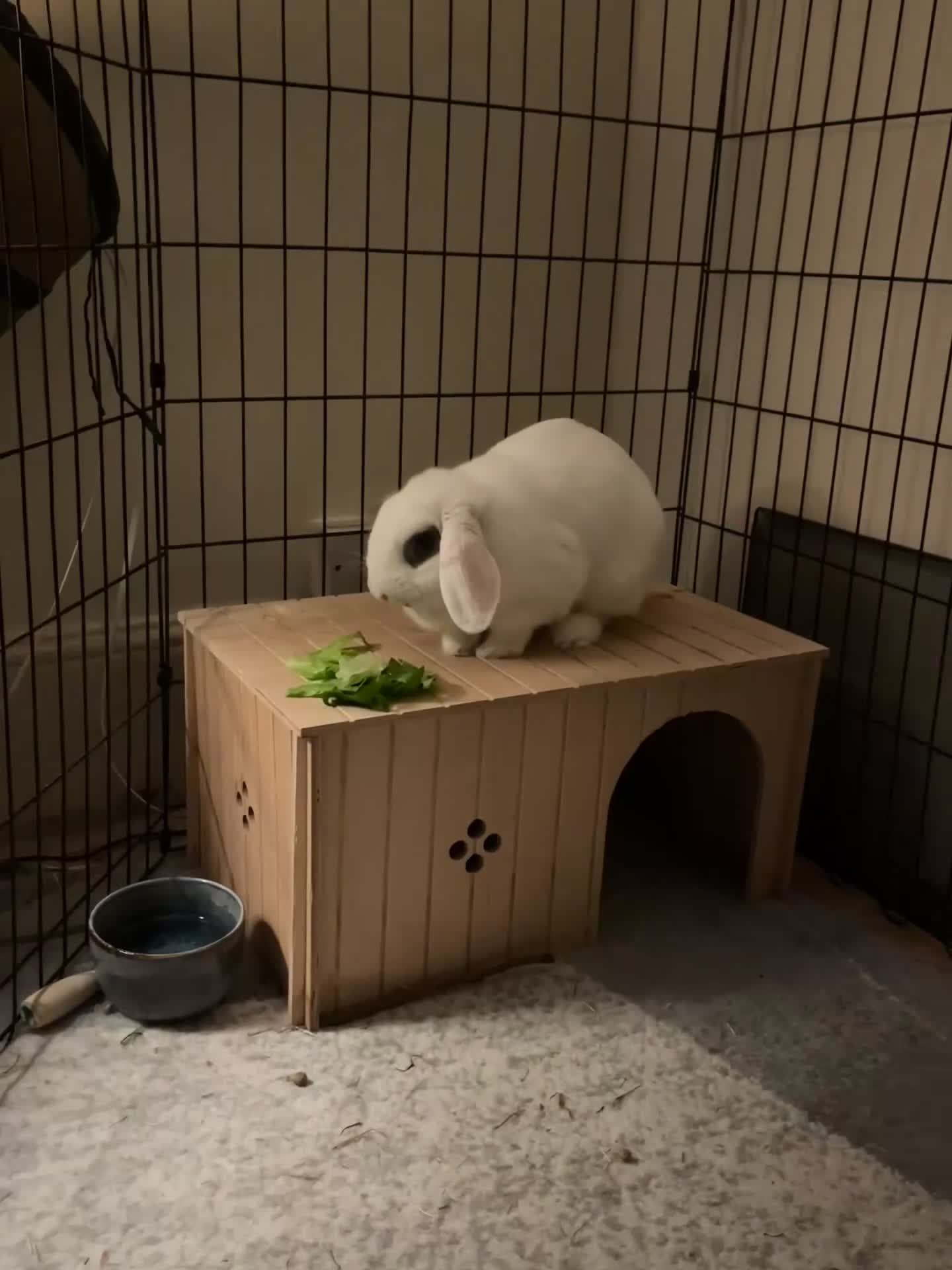 Mixed Breed rabbits for sale: Milky – Loving Free-Roam Lop Rabbit Seeking Home in Feltham - Video 2